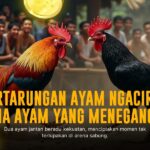 S128 Sabung Ayam: Menyelami Dunia Adu Ayam Modern