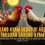 Mengenal Jenis-Jenis Ayam Sabung Terbaik di SV388
