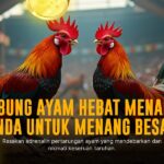 S128: Menyelami Dunia Sabung Ayam Modern dengan Odds Terbaik