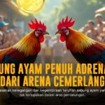Mengenal Ayam Bangkok SV388: Si Jago Tarung Sabung Ayam Online