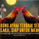 Odd dan Jenis Ayam Sabung Ayam di SV388 yang Wajib Diketahui