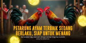 Odd dan Jenis Ayam Sabung Ayam di SV388 yang Wajib Diketahui