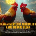 Pahami Jenis Ayam Aduan dan Odds di SV388 Sabung Ayam