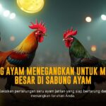 Mengenal Jenis Ayam Aduan dan Odds di SV388 Sabung Ayam
