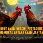 Mengupas Jenis Ayam Aduan di Sabung Ayam SV388 yang Perlu Kamu Tahu