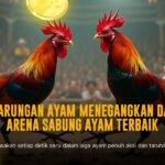 Mengenal Jenis Ayam Aduan S128 dan Peluang Taruhannya