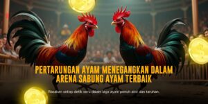 Mengenal Jenis Ayam Aduan S128 dan Peluang Taruhannya