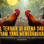 Mengulik Jenis Ayam Petarung dalam Dunia Sabung Ayam SV388