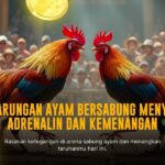 Mengenal Jenis Ayam Aduan di Platform SV388 dan Odds Taruhan Terbaik