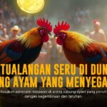Mengenal Jenis-Jenis Ayam Aduan dalam Sabung Ayam SV388