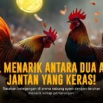 Trik Menang SABUNG AYAM SV388: Jenis Ayam & Odds Terbaik
